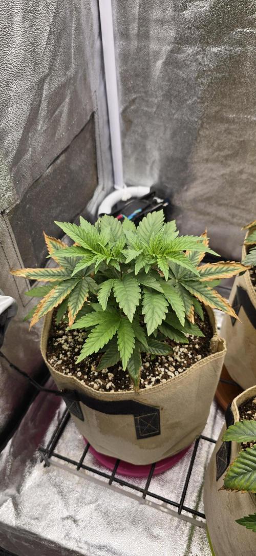 Wrank R2 microgrower's pheno-hunting. Week 5