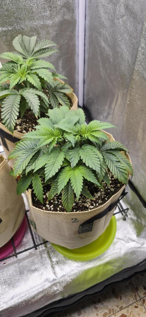 Wrank R2 microgrower's pheno-hunting. Week 5