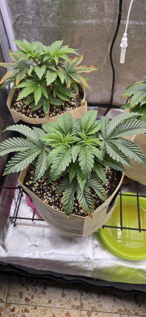 Wrank R2 microgrower's pheno-hunting. Week 5