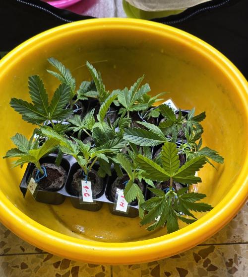 Wrank R2 microgrower's pheno-hunting. Week 5