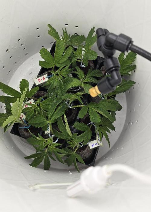 Wrank R2 microgrower's pheno-hunting. Week 5