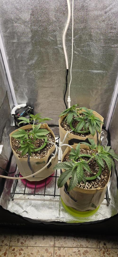 Wrank R2 microgrower's pheno-hunting. Week 5
