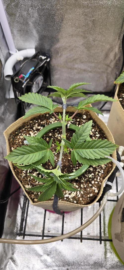 Wrank R2 microgrower's pheno-hunting. Week 5
