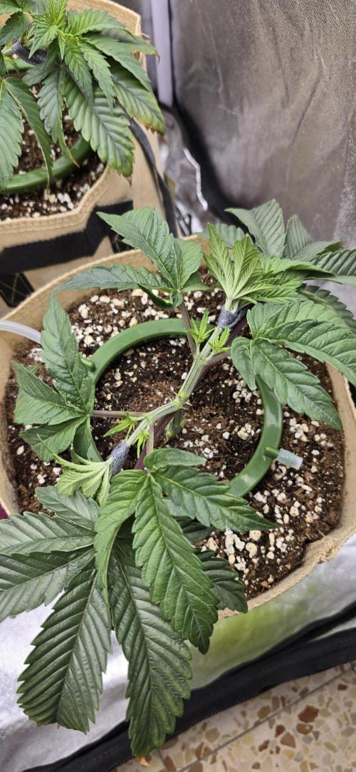Wrank R2 microgrower's pheno-hunting. Week 5
