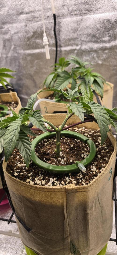 Wrank R2 microgrower's pheno-hunting. Week 5