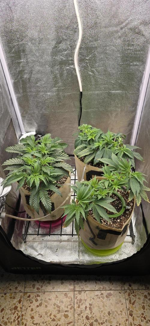 Wrank R2 microgrower's pheno-hunting. Week 6
