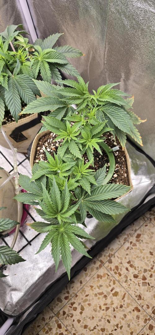 Wrank R2 microgrower's pheno-hunting. Week 6