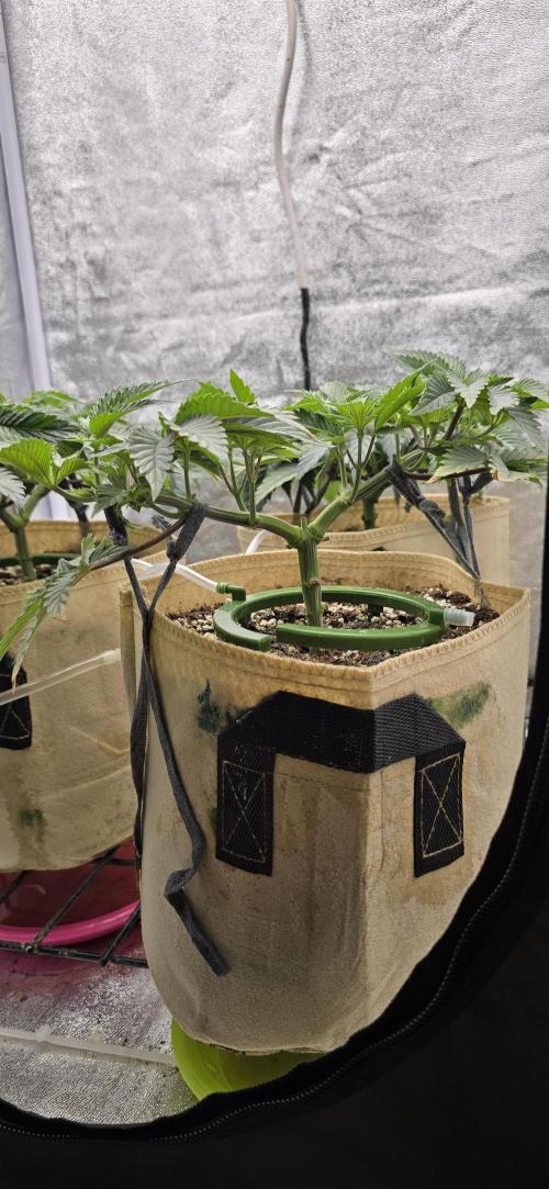 Wrank R2 microgrower's pheno-hunting. Week 6