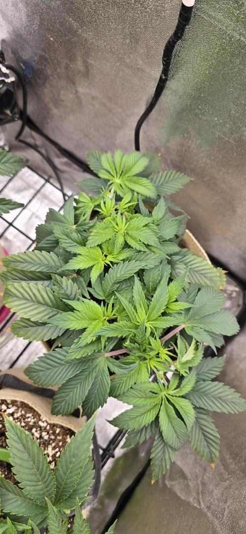 Wrank R2 microgrower's pheno-hunting. Week 6