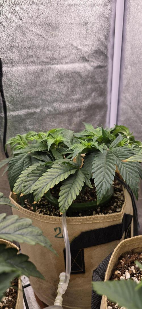 Wrank R2 microgrower's pheno-hunting. Week 6