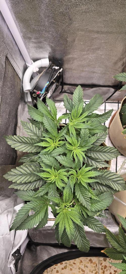 Wrank R2 microgrower's pheno-hunting. Week 6