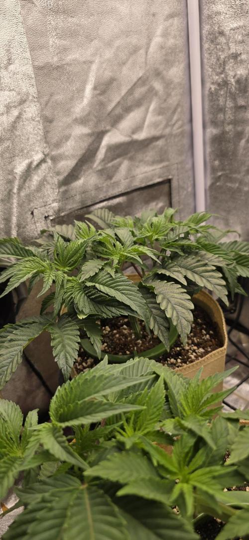 Wrank R2 microgrower's pheno-hunting. Week 6