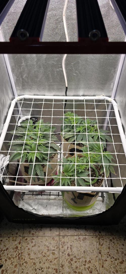 Wrank R2 microgrower's pheno-hunting. Week 6