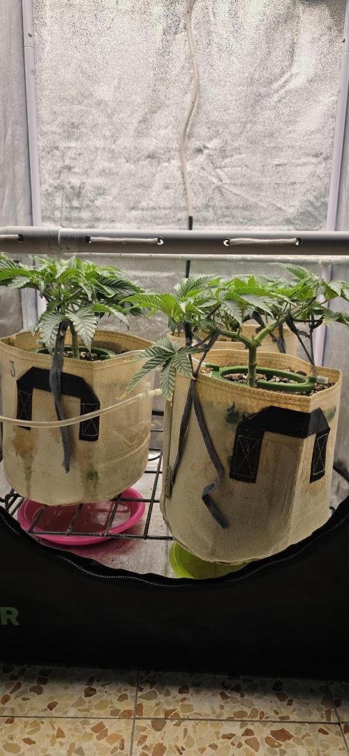 Wrank R2 microgrower's pheno-hunting. Week 6
