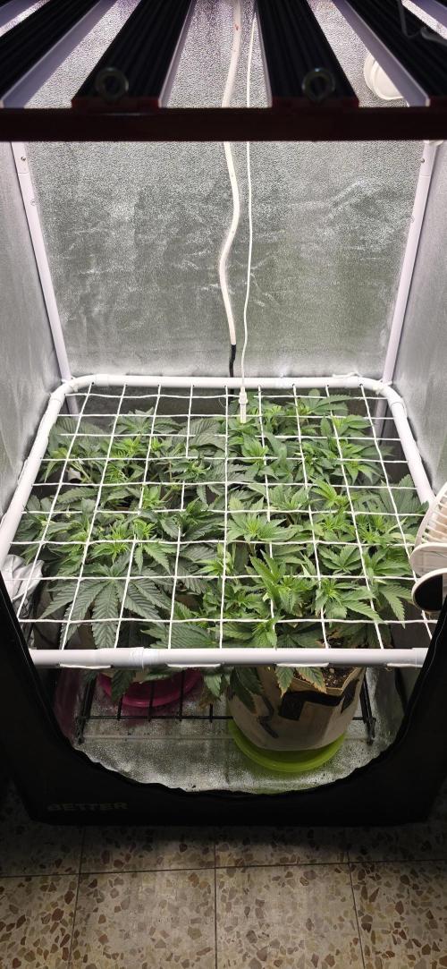 Wrank R2 microgrower's pheno-hunting. Week 7
