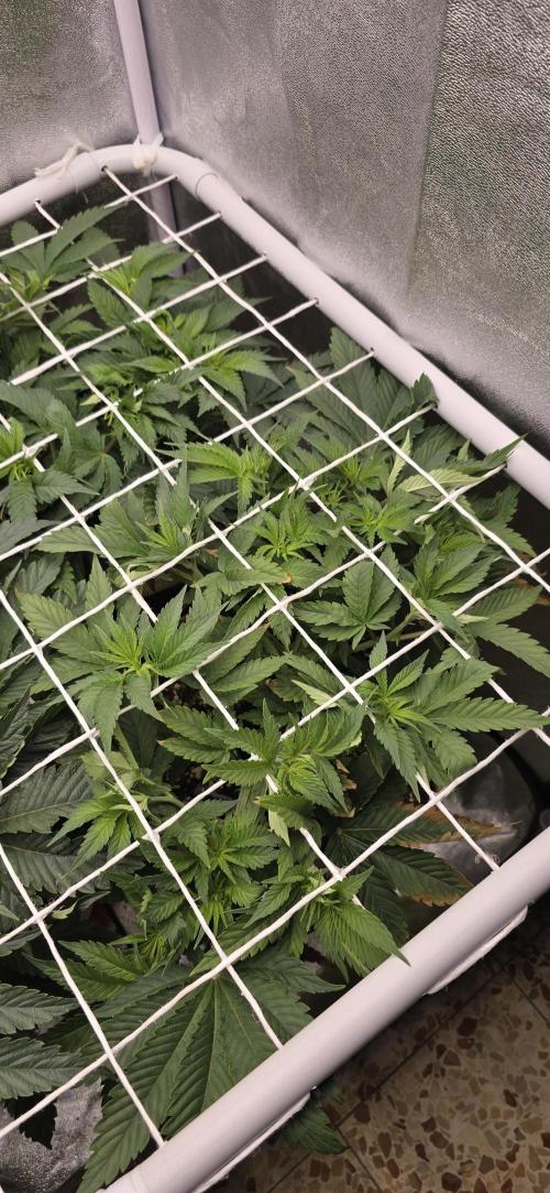 Wrank R2 microgrower's pheno-hunting. Week 7
