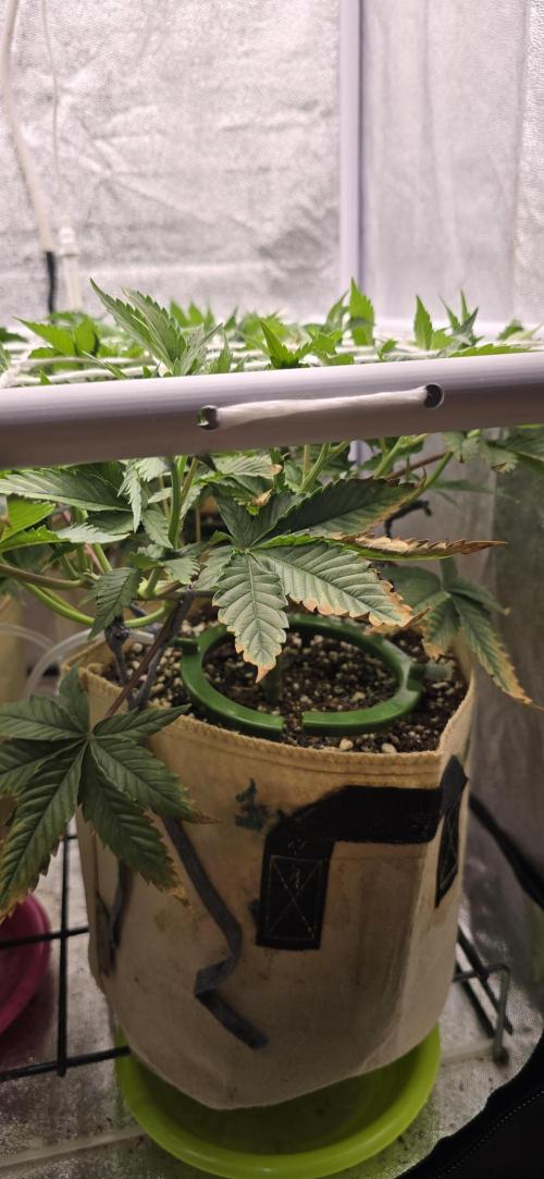 Wrank R2 microgrower's pheno-hunting. Week 7
