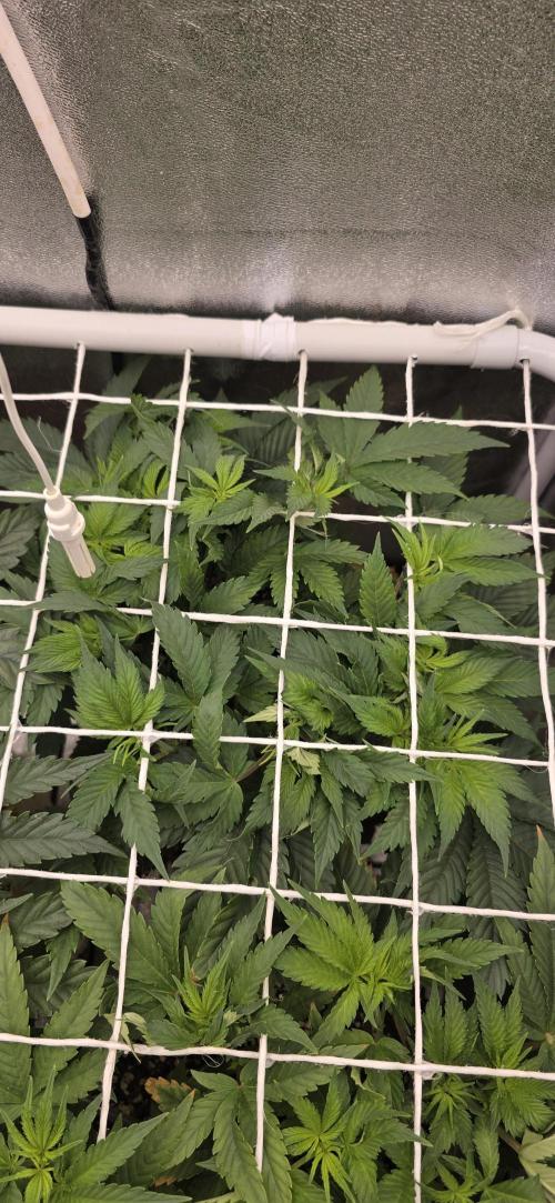 Wrank R2 microgrower's pheno-hunting. Week 7