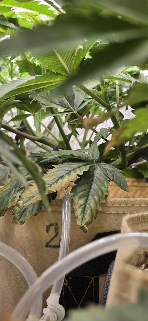 Wrank R2 microgrower's pheno-hunting. Week 7