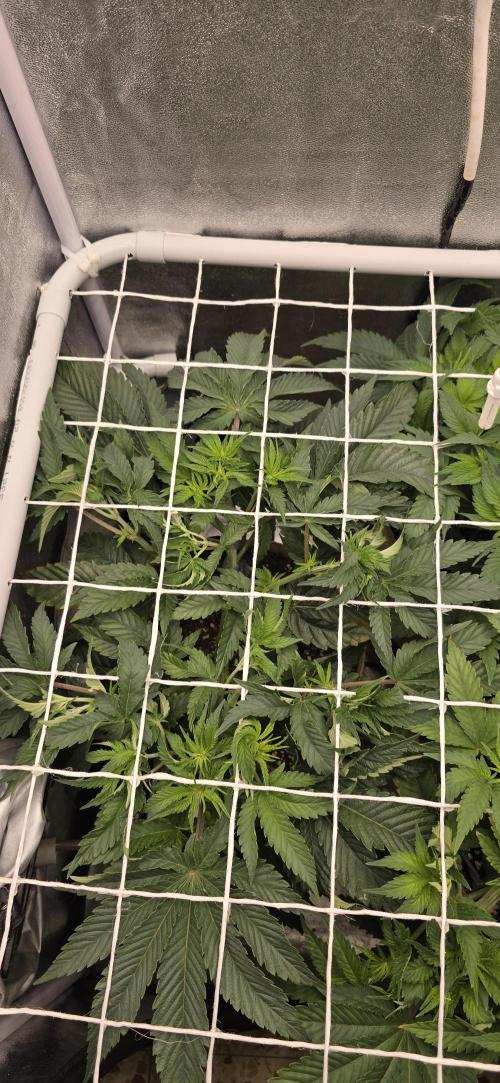 Wrank R2 microgrower's pheno-hunting. Week 7