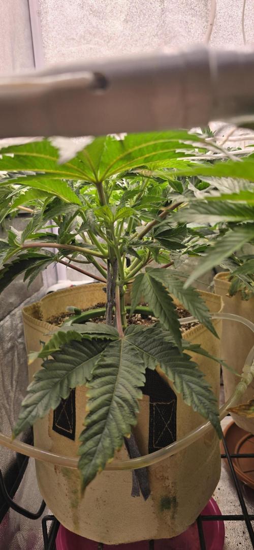 Wrank R2 microgrower's pheno-hunting. Week 7