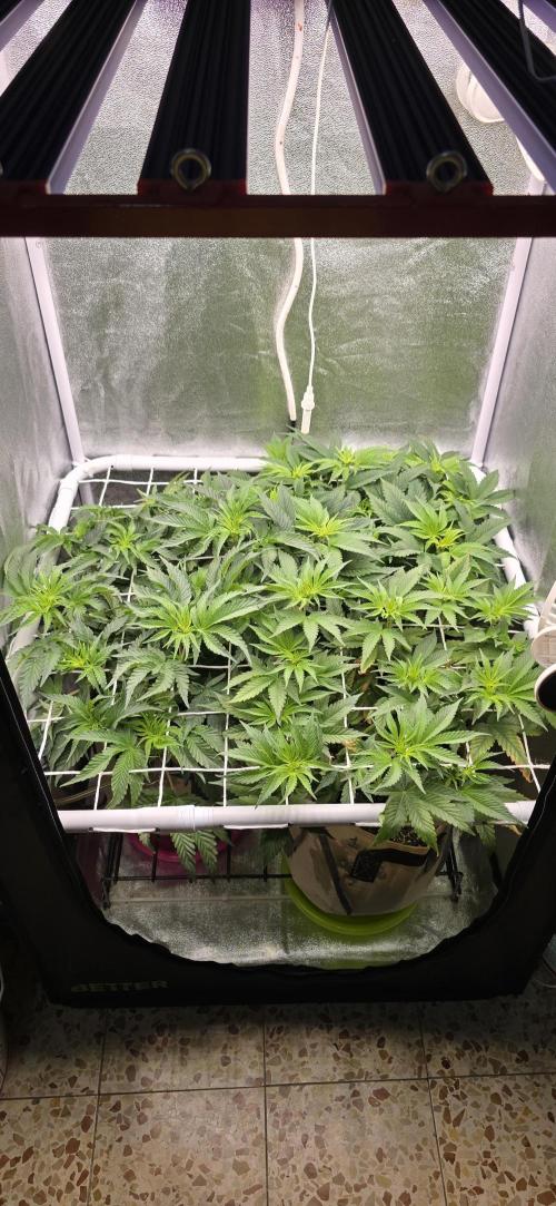 Wrank R2 microgrower's pheno-hunting. Week 8