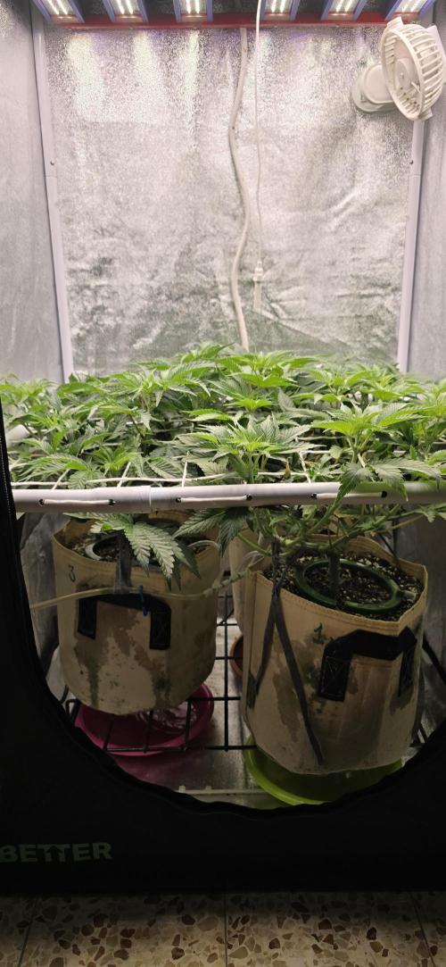 Wrank R2 microgrower's pheno-hunting. Week 8