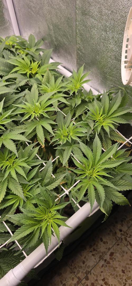 Wrank R2 microgrower's pheno-hunting. Week 8