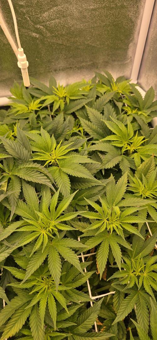 Wrank R2 microgrower's pheno-hunting. Week 8