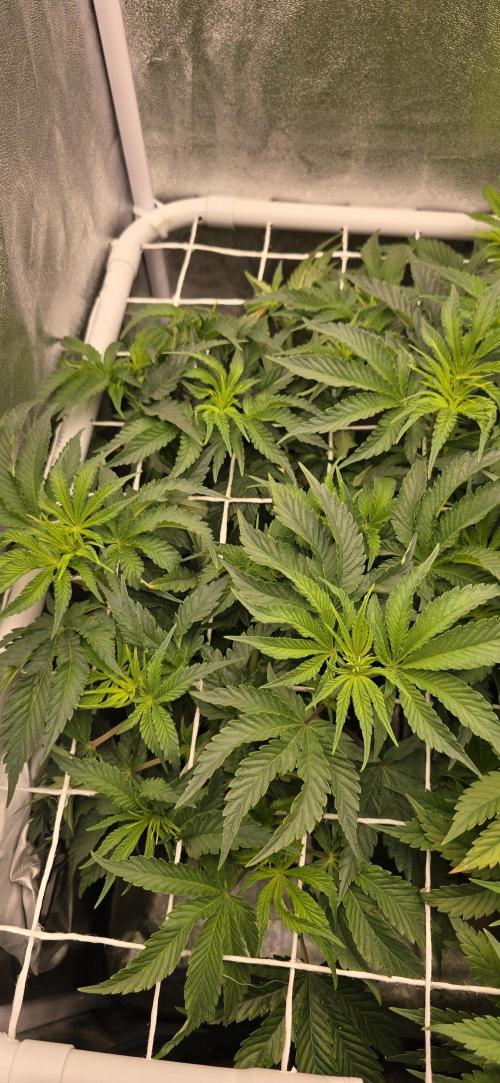 Wrank R2 microgrower's pheno-hunting. Week 8