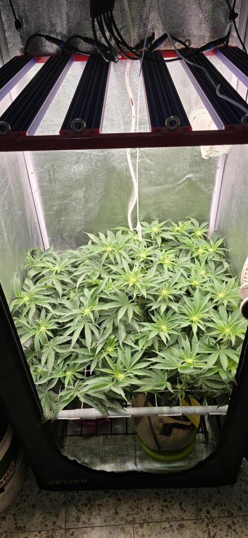 Wrank R2 microgrower's pheno-hunting. Week 9
