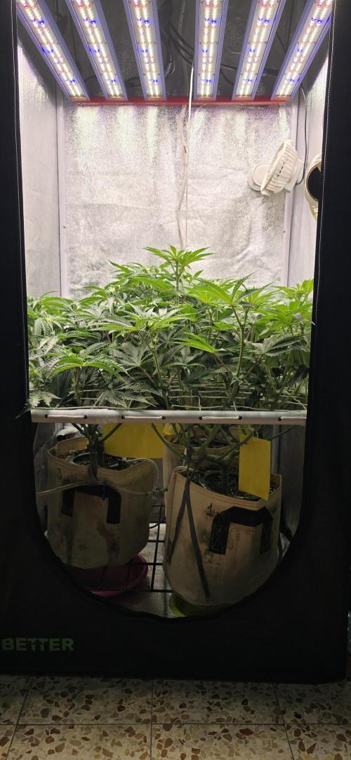 Wrank R2 microgrower's pheno-hunting. Week 9