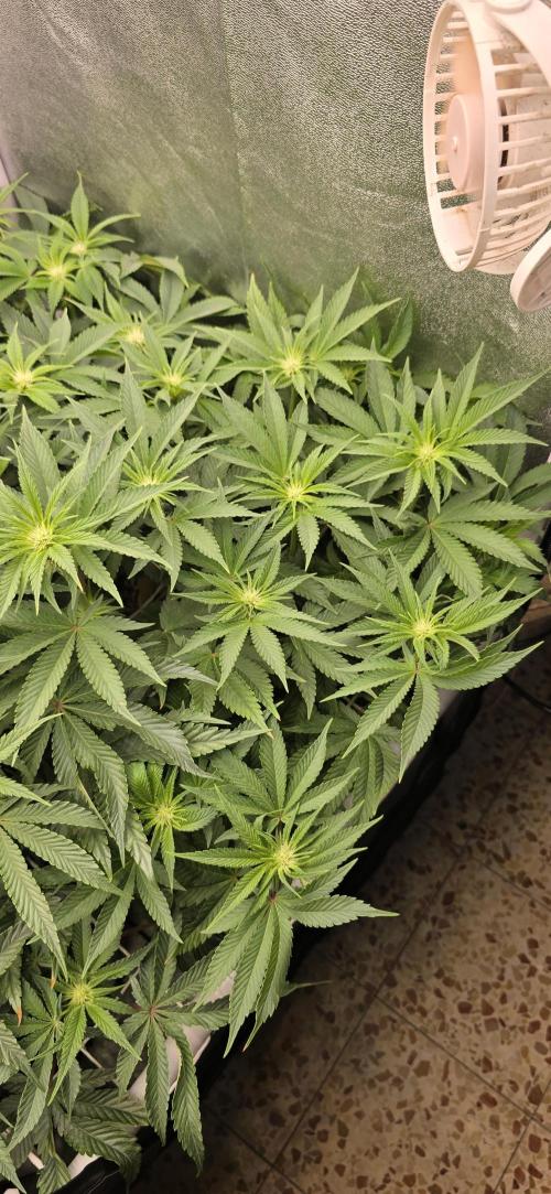Wrank R2 microgrower's pheno-hunting. Week 9