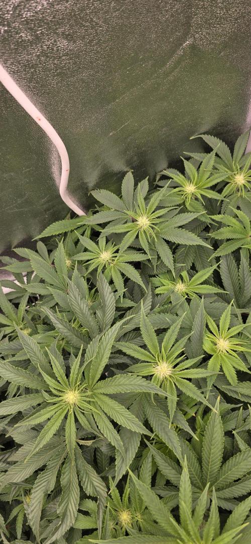 Wrank R2 microgrower's pheno-hunting. Week 9