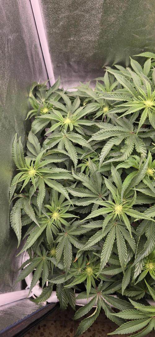 Wrank R2 microgrower's pheno-hunting. Week 9