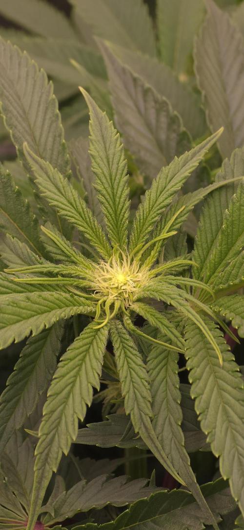 Wrank R2 microgrower's pheno-hunting. Week 9