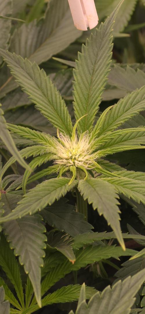 Wrank R2 microgrower's pheno-hunting. Week 9