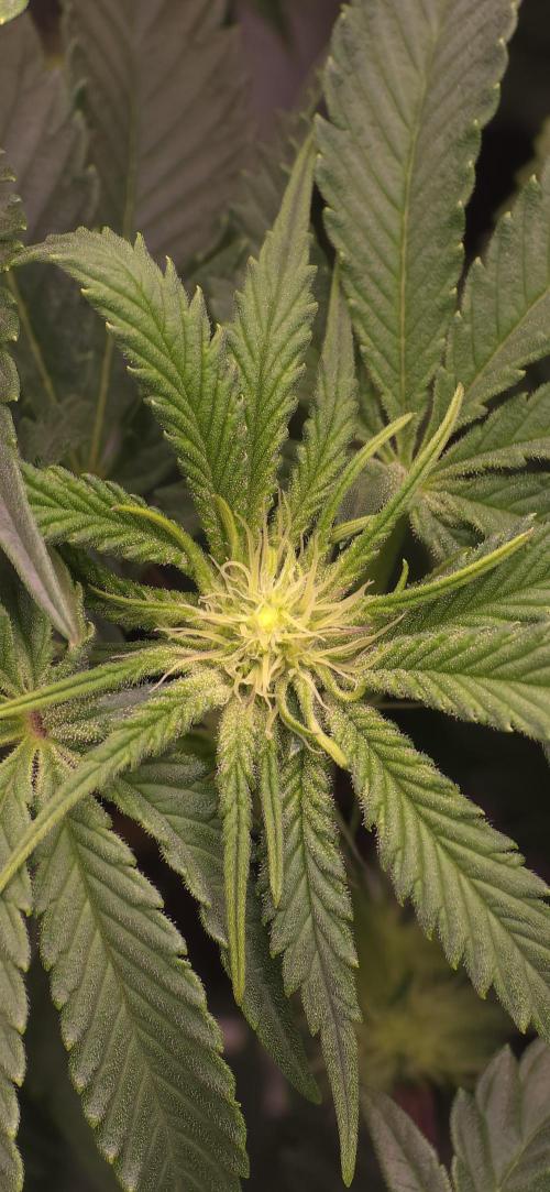 Wrank R2 microgrower's pheno-hunting. Week 9
