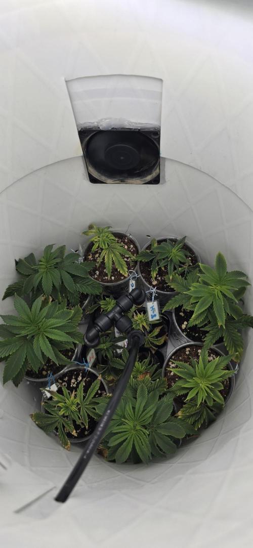 Wrank R2 microgrower's pheno-hunting. Week 9