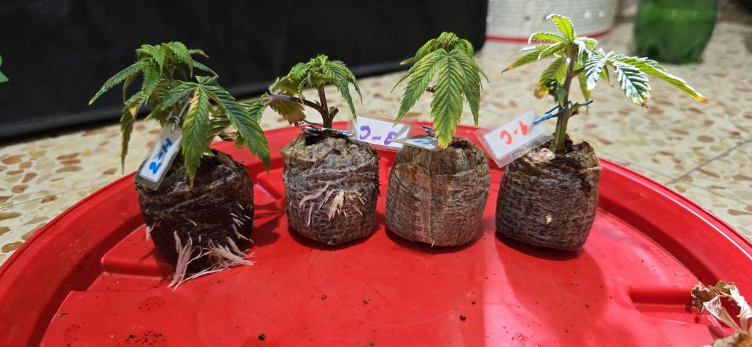 Wrank R2 microgrower's pheno-hunting. Week 9