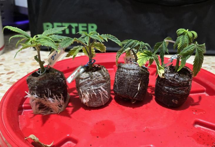 Wrank R2 microgrower's pheno-hunting. Week 9