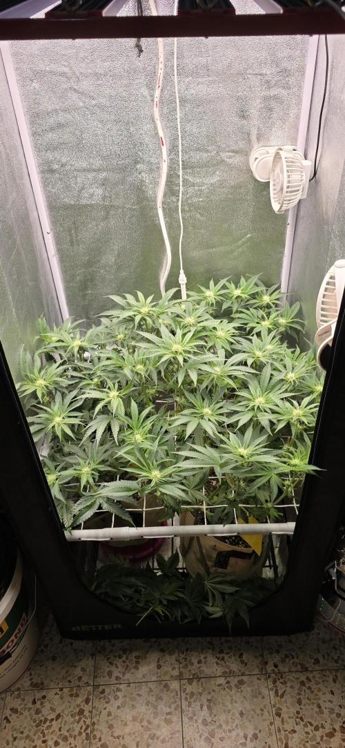 Wrank R2 microgrower's pheno-hunting. Week 10
