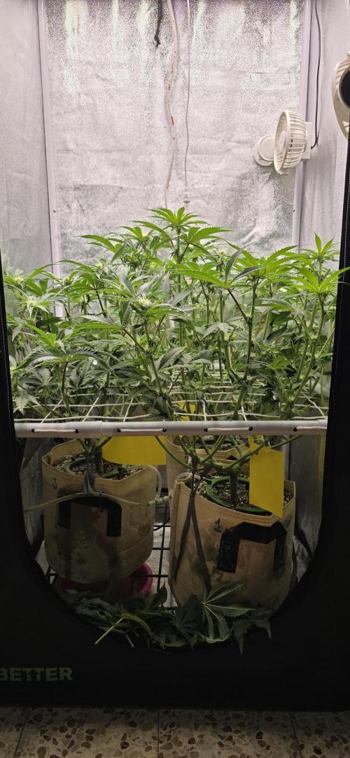 Wrank R2 microgrower's pheno-hunting. Week 10
