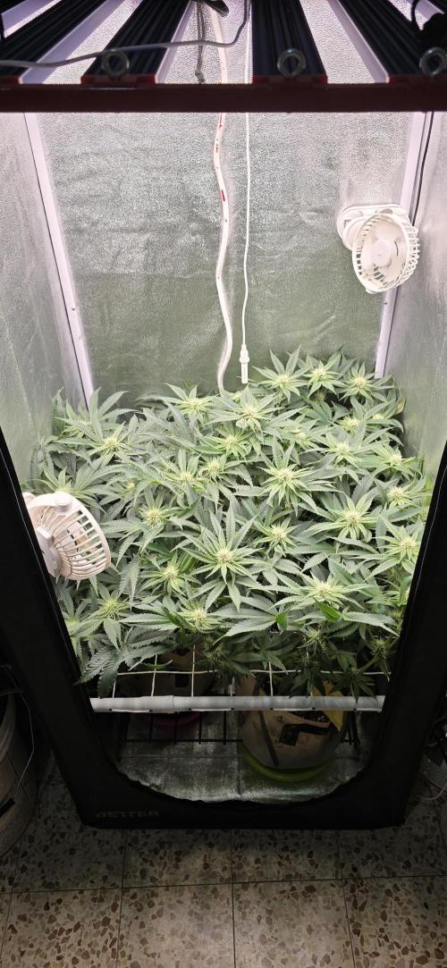 Wrank R2 microgrower's pheno-hunting. Week 10