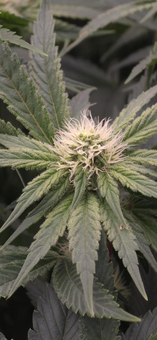 Wrank R2 microgrower's pheno-hunting. Week 10