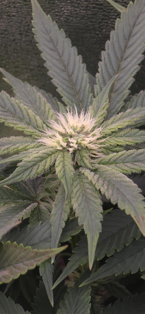 Wrank R2 microgrower's pheno-hunting. Week 10