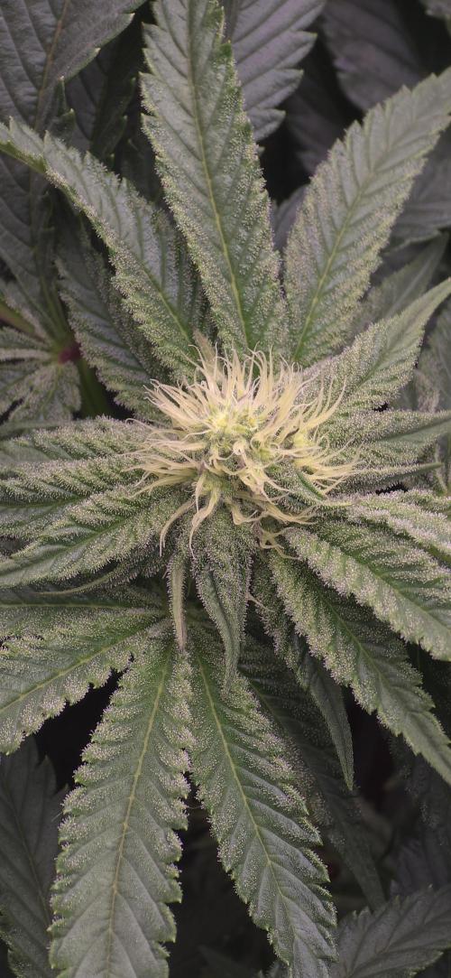 Wrank R2 microgrower's pheno-hunting. Week 10