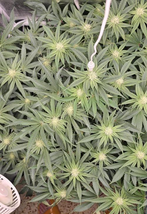 Wrank R2 microgrower's pheno-hunting. Week 10