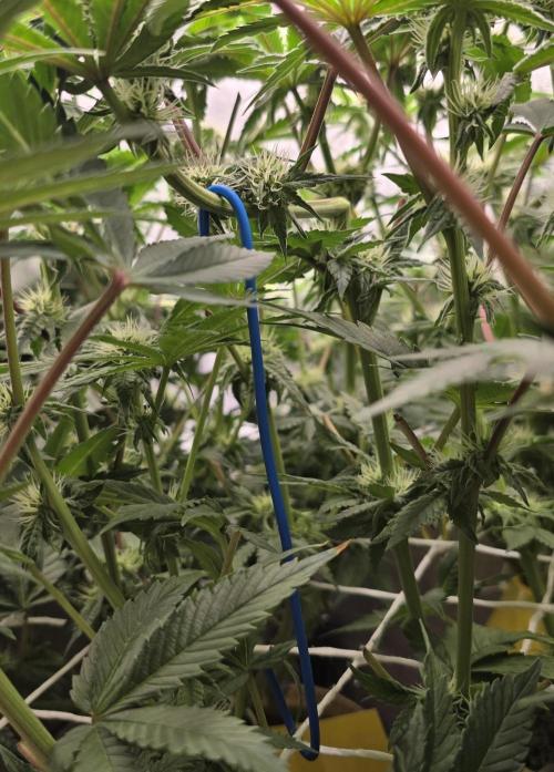 Wrank R2 microgrower's pheno-hunting. Week 10