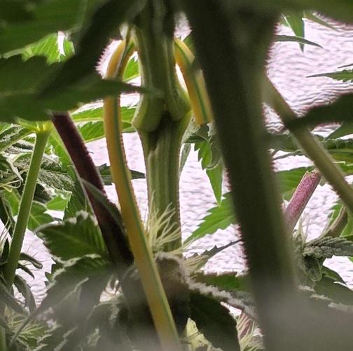 Wrank R2 microgrower's pheno-hunting. Week 10